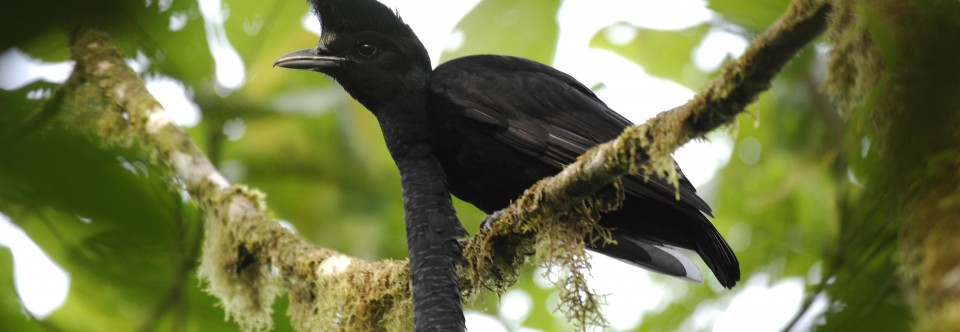 Karubian Lab Ecology, behavior, evolution, and conservation